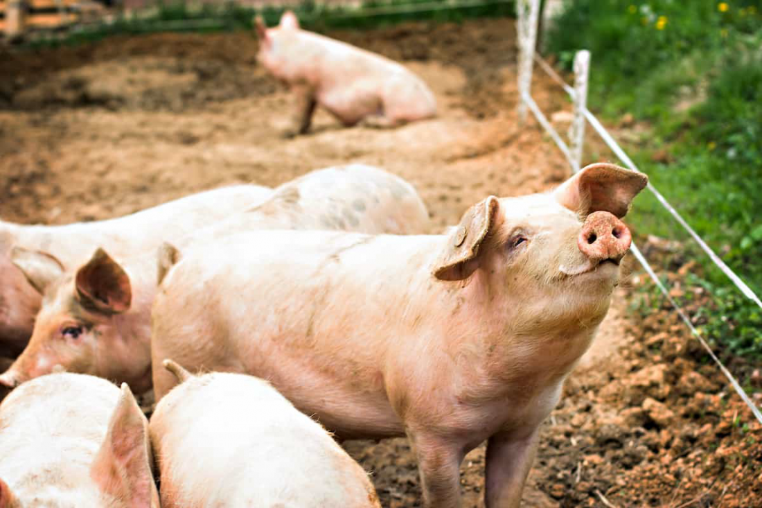 Giá lợn hơi ngày 18/10: Mức giá giao động từ 38.000 đ/kg -40.000 đ/kg