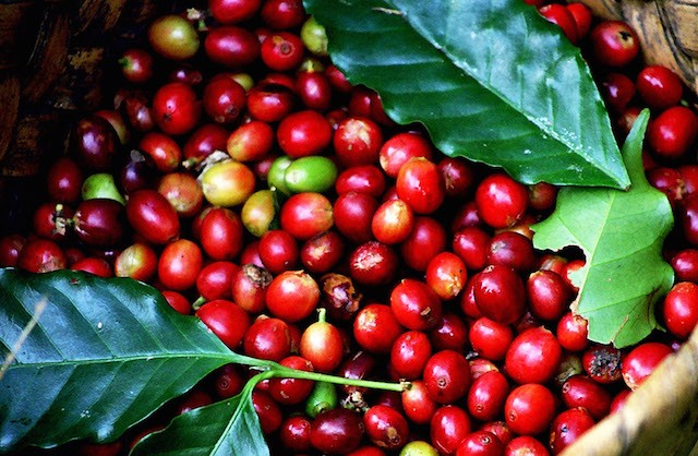 Giá cà phê và hồ tiêu hôm nay 22/10: Cà phê tăng 100 đồng/kg, hồ tiêu tiếp tục giảm