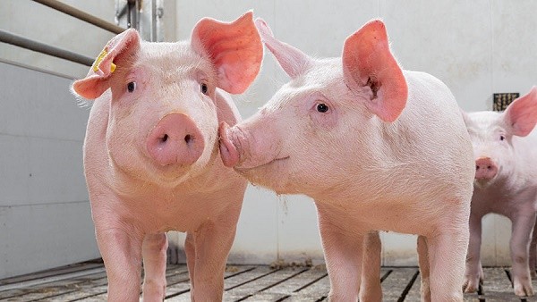 Giá lợn hơi ngày 22/10: Tăng mạnh từ 1.000 - 5.000 đ/kg