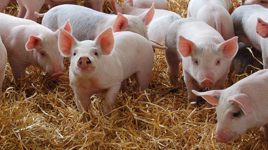 Giá lợn hơi bật tăng, dự báo tuần tới thịt lợn hạ nhiệt.