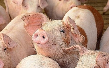 Giá thực phẩm ngày 5/10: Giá lợn hơi không xuất hiện điều chỉnh