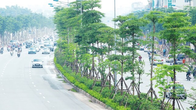 Nhiều hàng cây được trồng trong giai đoạn 2016-2018 trên địa bàn TP Hà Nội.