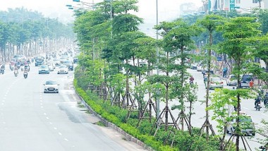 Vì sao Bộ Công an yêu cầu định giá cây xanh trồng trên phố Hà Nội?