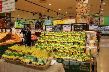 Nhật Bản nhập khẩu trái chuối từ Việt Nam đạt 5.700 tấn, trị giá 687,9 triệu yen