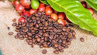 Giá cà phê và hồ tiêu ngày 1/11: Duy trì ổn định ở cả 2 mặt hàng cà phê và hồ tiêu
