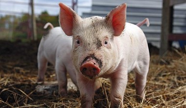 Giá lợn hơi ngày 5/11: Thị trường chăn nuôi lao đao, giá lợn hơi tiếp tục đi ngang
