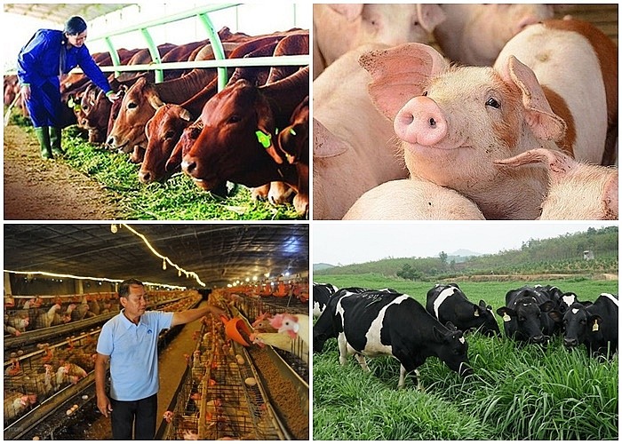 Thúc đẩy phát triển sản xuất ngành chăn nuôi, kiểm soát an toàn dịch bệnh, an toàn thực phẩm trong chăn nuôi. 
