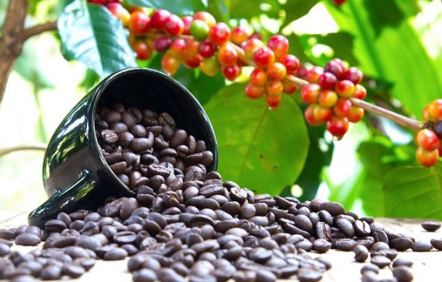 Sáng nay, giá cà phê tại các vùng trồng trọng điểm tăng 800 - 900 đồng/kg so với cùng thời điểm sáng hôm qua. Ảnh minh họa