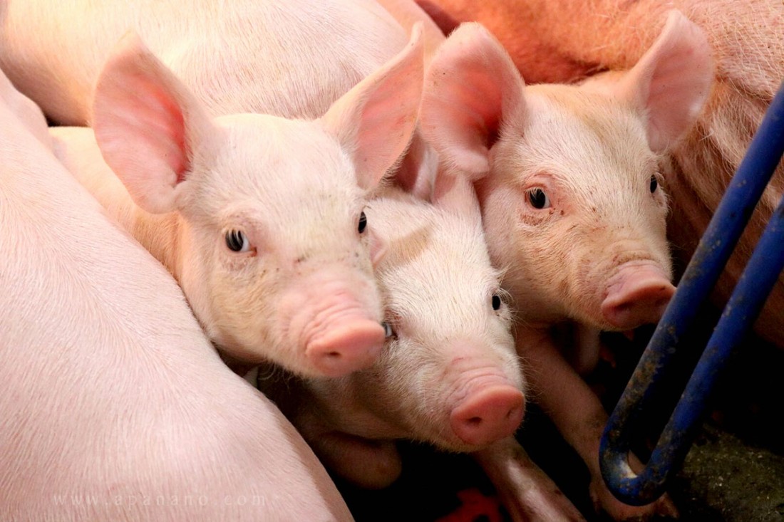 Giá thực phẩm ngày 1/11: Giá lợn hơi giảm trên diện rộng, rau củ quả tăng mạnh