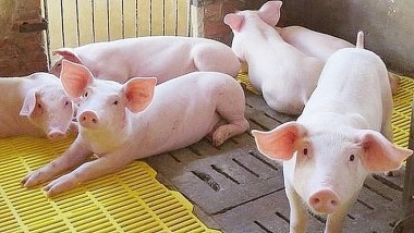 Giá lợn hơi hôm nay 5/12/2021: Một tuần tăng mạnh