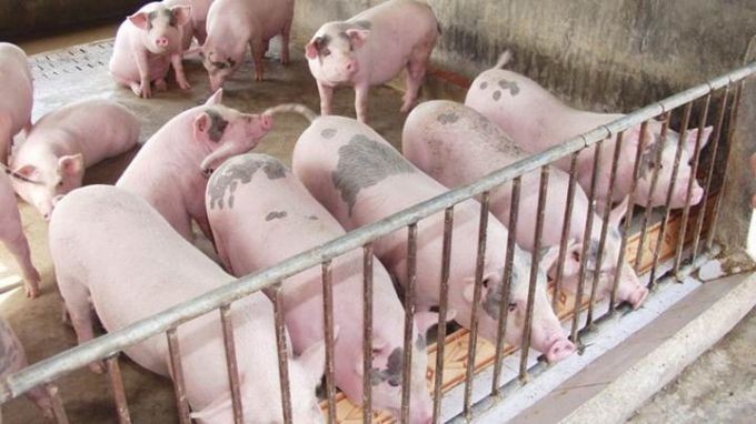 Giá thịt lợn duy trì ổn định