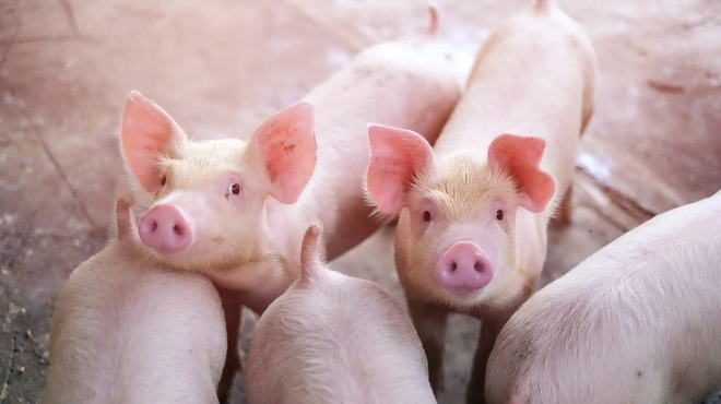 Giá thực phẩm ngày 5/1: Giá lợn hơi tăng 1.000 đồng/kg, rau củ quả giảm nhẹ
