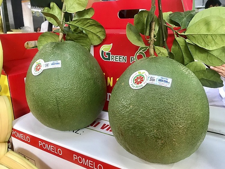 Chanh xanh và bưởi Việt Nam được xuất khẩu sang thị trường New Zealand
