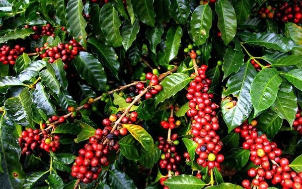 Giá cà phê và hồ tiêu hôm nay 17/11: Giá cà phê xuống mốc 41.000 đồng/kg, thị trường hồ tiêu vẫn chưa quay lại mốc 62.000 đồng/kg