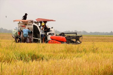 Giá thực phẩm hôm nay 18/11: Giá lúa gạo tiếp tục đà giảm, cảnh báo nấm Trung Quốc không an toàn trên thị trường
