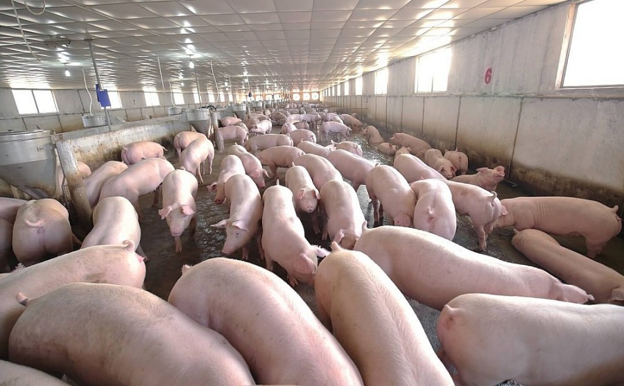 Giá thực phẩm hôm nay 21/11: Lợn hơi tiếp tục đi ngang trên diện rộng, rau củ quả biến động trái chiều