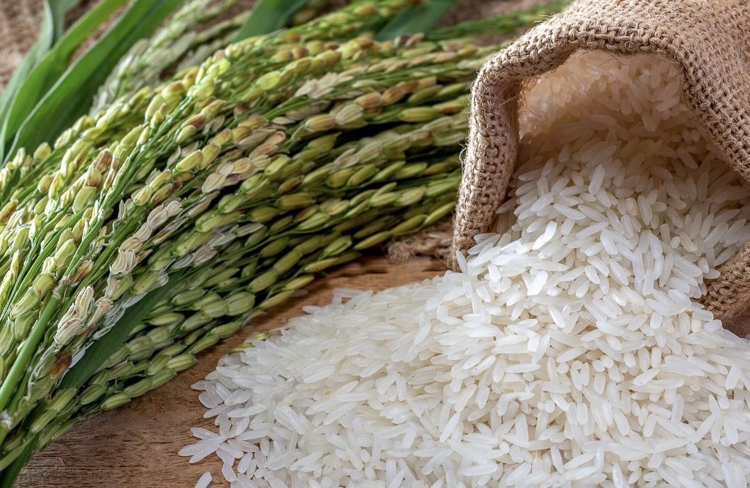 Giá thực phẩm hôm nay ngày 13/12: Giá lợn hơi, giá lúa gạo tiếp tục xu hướng đi ngang tại các địa phương