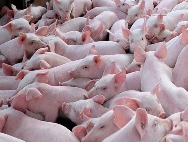 Giá thực phẩm hôm nay 02/12: Giá lợn hơi giảm 1.000 đồng/kg tại một số địa phương, mặt hàng lúa nếp tăng 100 đồng/kg