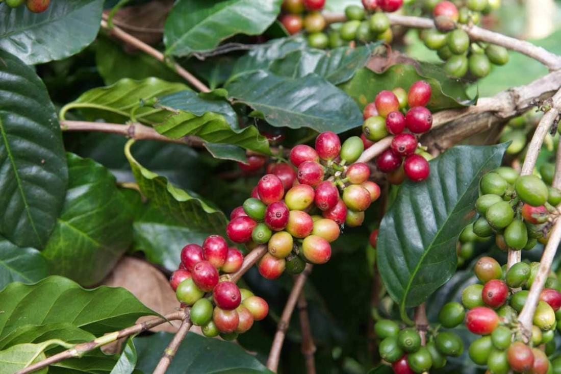 Giá cà phê và hồ tiêu hôm nay 24/11: Giá cà phê trong nước tăng 600 đồng/kg, giá tiêu tăng 500 đồng/kg