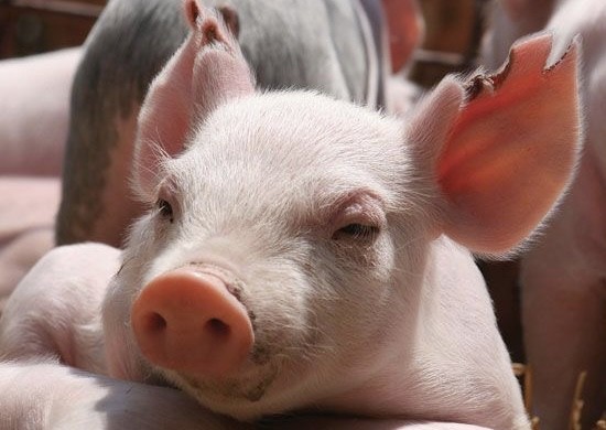 Giá thực phẩm hôm nay 27/12: Giá lợn hơi xuống mốc 50.000 đồng/kg tại Bến Tre, giá rau vẫn tiếp tục cao