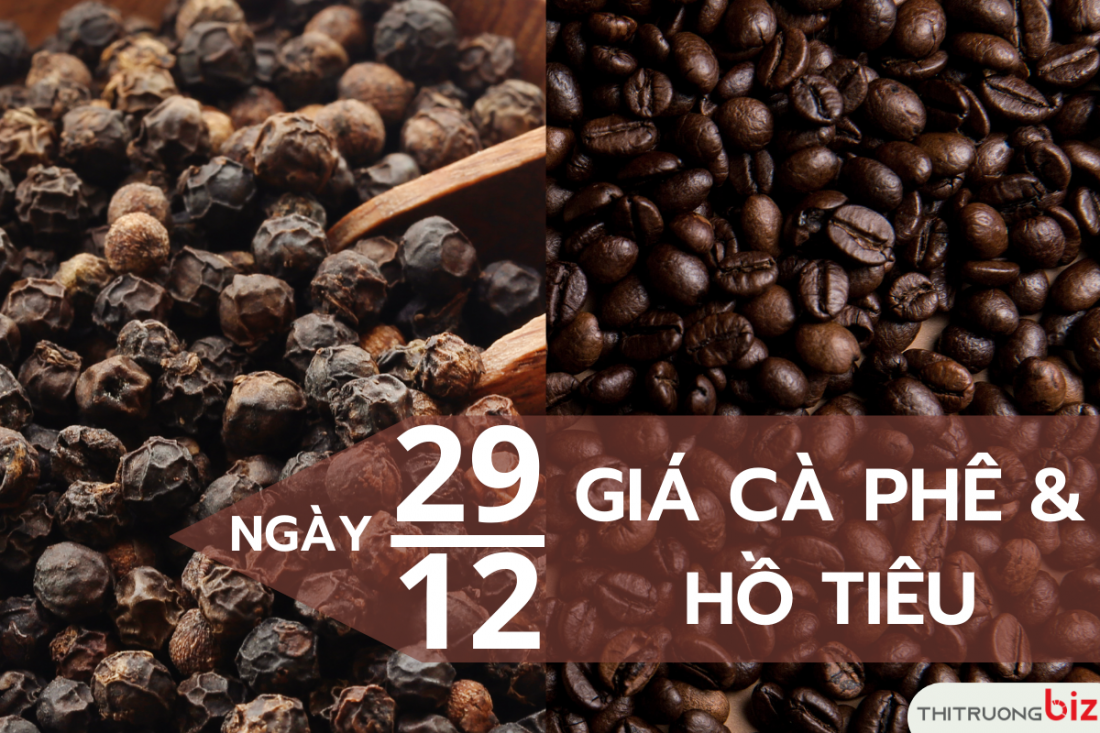 Giá cà phê và hồ tiêu ngày 29/12: Giá cà phê trong nước giảm nhẹ, giá tiêu chững lại sau phiên điều chỉnh giảm