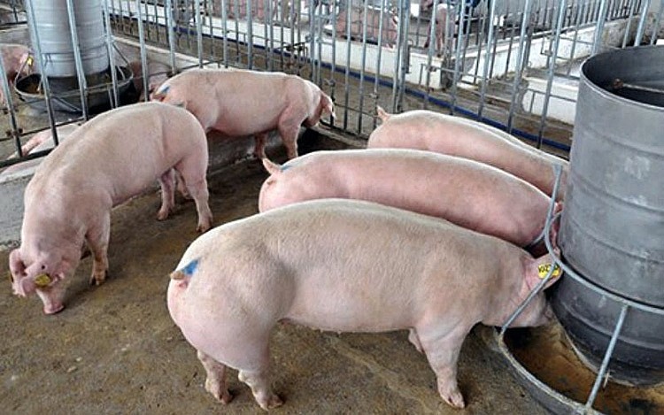 Giá thực phẩm hôm nay 29/12: Giá lợn hơi giao dịch từ 50.000 - 54.000 đồng/kg, giá rau bắt đầu hạ nhiệt