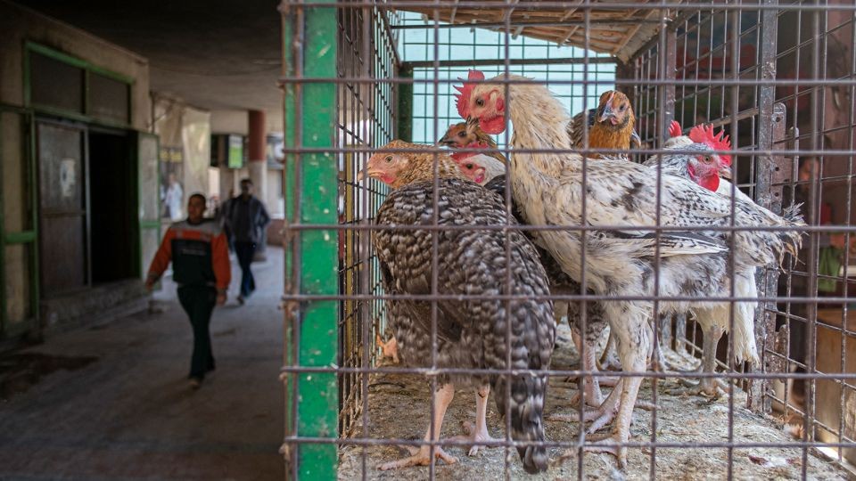 Viện Dinh dưỡng Quốc gia Ai Cập yêu cầu người dân ăn chân gà bởi lạm phát