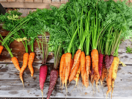 Bổ sung cà rốt vào bữa ăn hàng ngày cho cơ thể khỏe mạnh hơn.
