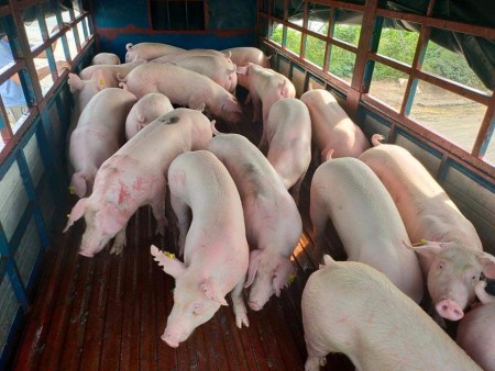 Giá lợn hơi ngày 12/9/2021: Giảm liên tiếp, người chăn nuôi e ngại tái đàn phục vụ thị trường Tết. Ảnh: Đỗ Khải