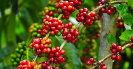 Giá cà phê hôm nay 12/9 thu mua trong khoảng 38.600 - 39.500 đồng/kg. 