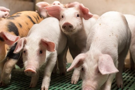 Giá lợn hơi hôm nay 14/9 được thu mua trong khoảng 49.000 - 53.000 đồng/kg.