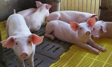 Giá thực phẩm ngày 2/8: Thịt lợn giảm từ 1.000 đồng/kg đến 5.000 đồng/kg