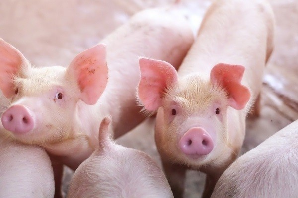 Giá thịt lợn hơi 3 miền giảm rải rác.