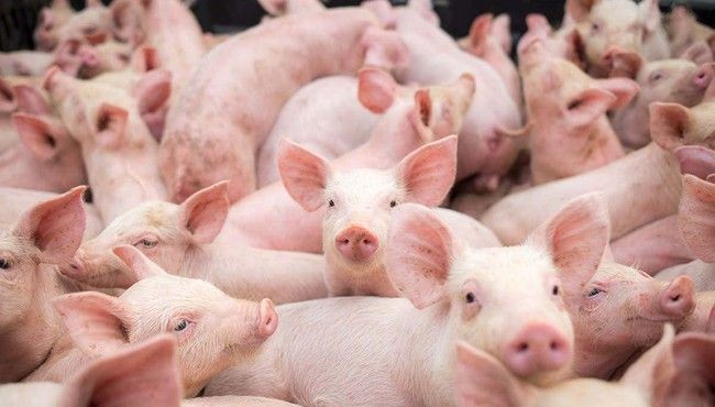 Giá thịt lợn ngày 4/8 tiếp tục giảm.