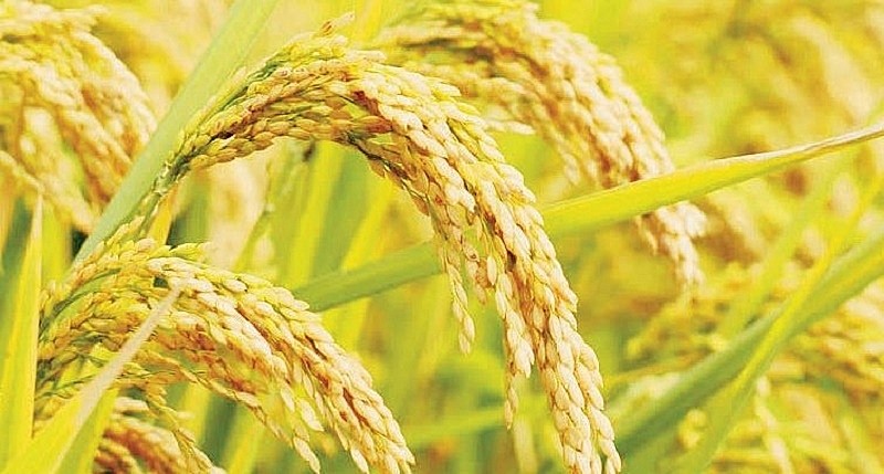 Giá lúa gạo hôm nay điều chỉnh tăng 100 đồng/kg.