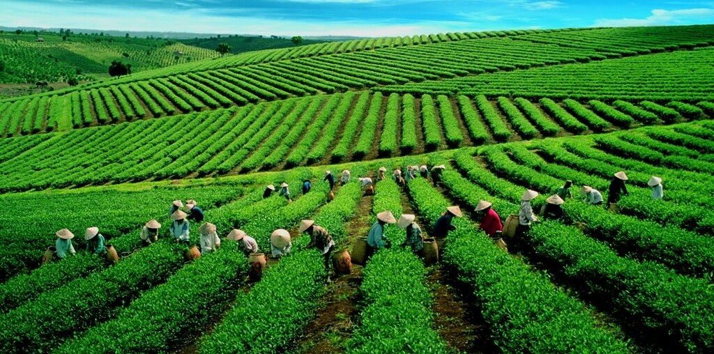06 Loại nông sản Việt Nam xuất khẩu xếp top trên thế giới