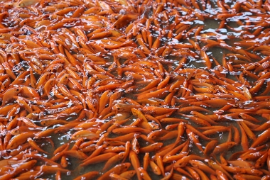 Phú Thọ: Cá chép đỏ giá tăng cao, người dân làng Thủy Trầm bội thu trước tết