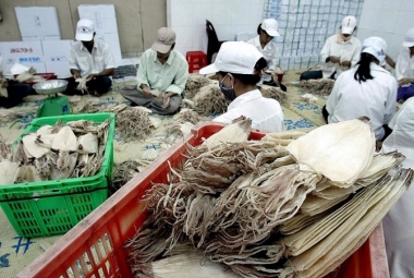 Hàn Quốc là thị trường nhập khẩu mực, bạch tuộc lớn nhất của Việt Nam