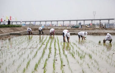 ‘Lúa nước biển’ có thể nuôi sống 80 triệu người