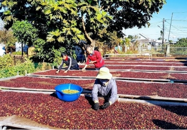 Đẩy mạnh xuất khẩu chè và cà phê sang Ấn Độ