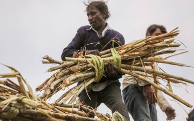 Sau lúa mì, Ấn Độ tiếp tục hạn chế xuất khẩu đường