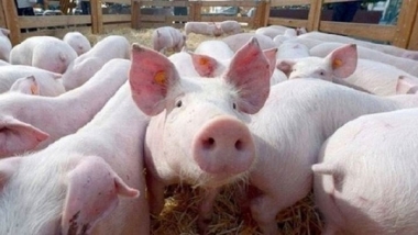 Giá lợn hơi phải trên 60.000 đồng/kg người chăn nuôi mới có lãi