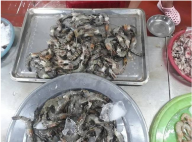 Vụ tôm chứa chất lạ tại Đà Nẵng: Phát hiện tạp chất Agar