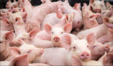 Cập nhật giá lợn hơi hôm nay 03/10/2021: Giảm mạnh