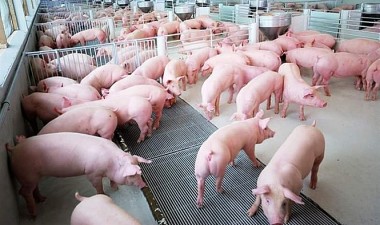 Giá lợn hơi chiều 10/10 giảm "thê thảm" xuống chỉ còn 33.000 đồng/kg