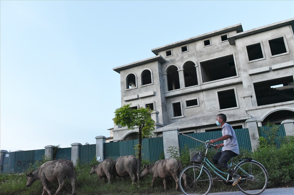 Đàn trâu của gia đình ông Lai có khoảng 20 con. Buổi sáng và cuối giờ chiều ông Lai chọn những chỗ cỏ mọc thấp để lùa đàn trâu đến chăn thả.
