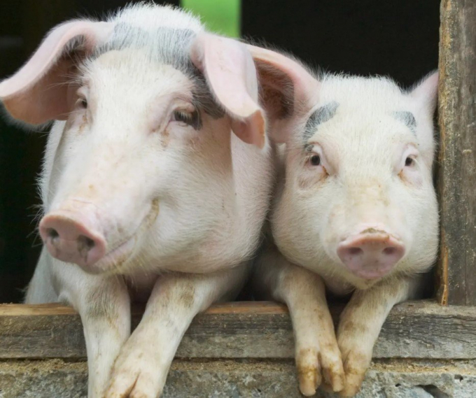 Giá thịt lợn xuất chuồng đã tăng trở lại và dự kiến khoảng 2 tuần tới sẽ ở mức ổn định. (Ảnh minh họa)