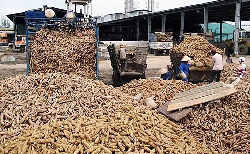Xuất khẩu sắn và sản phẩm từ sắn của Việt Nam tăng trưởng mạnh.