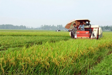 Giữ ổn định 3,5 triệu héc ta đất trồng lúa trong thời kỳ 2021-2030